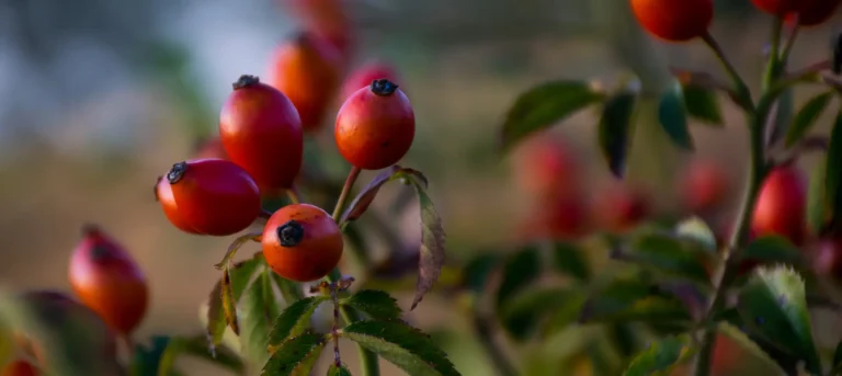Bush of red rosehips outside